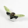 画像1: 【フェーブ】世界のセミ MADAGASCAR マダガスカル (1)