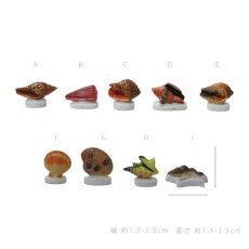 画像2: 【フェーブ】いろいろな貝 単品 (2)