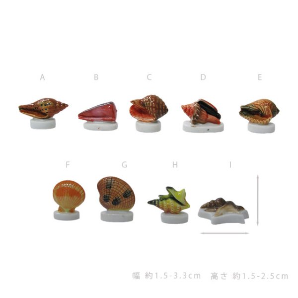 画像2: 【フェーブ】いろいろな貝 単品 (2)
