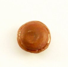 画像3: 【フェーブ】Macaron マカロン Claire Damon Brown - GATEAUX et du PAIN - ALCARA 2007年 (M) (3)