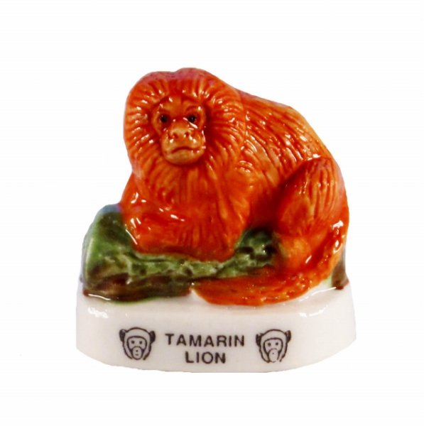 画像1: 【フェーブ】TAMARIN LION ライオンタマリン (1)